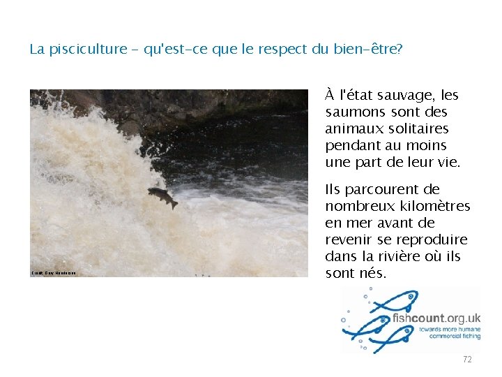 La pisciculture - qu'est-ce que le respect du bien-être? À l'état sauvage, les saumons