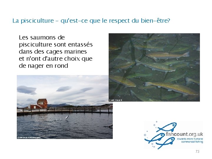 La pisciculture - qu'est-ce que le respect du bien-être? Les saumons de pisciculture sont