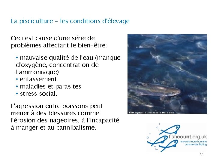 La pisciculture - les conditions d'élevage Ceci est cause d'une série de problèmes affectant