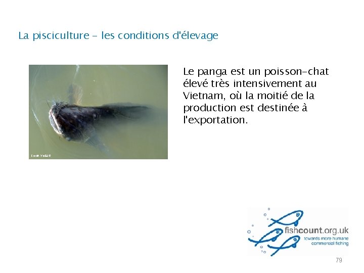 La pisciculture - les conditions d'élevage Le panga est un poisson-chat élevé très intensivement