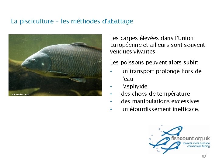 La pisciculture - les méthodes d'abattage Les carpes élevées dans l'Union Européenne et ailleurs