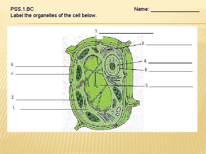 PSS. 1. BC Label the organelles of the cell below. Name: _________ 