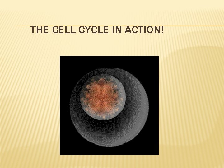 THE CELL CYCLE IN ACTION! 