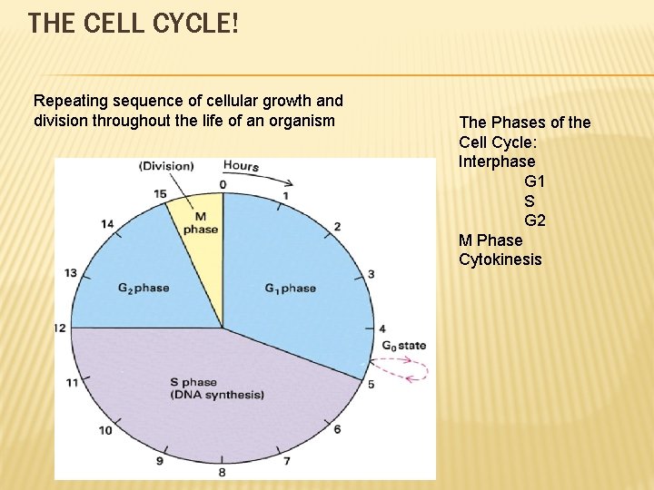 THE CELL CYCLE! Repeating sequence of cellular growth and division throughout the life of