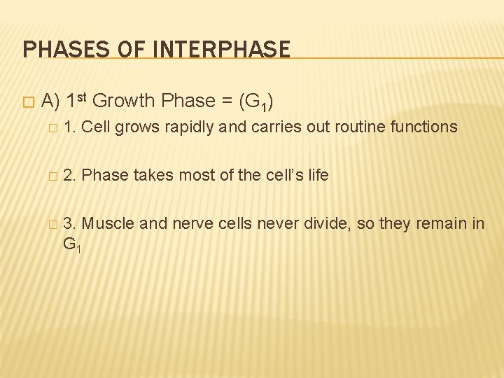 PHASES OF INTERPHASE � A) 1 st Growth Phase = (G 1) � 1.