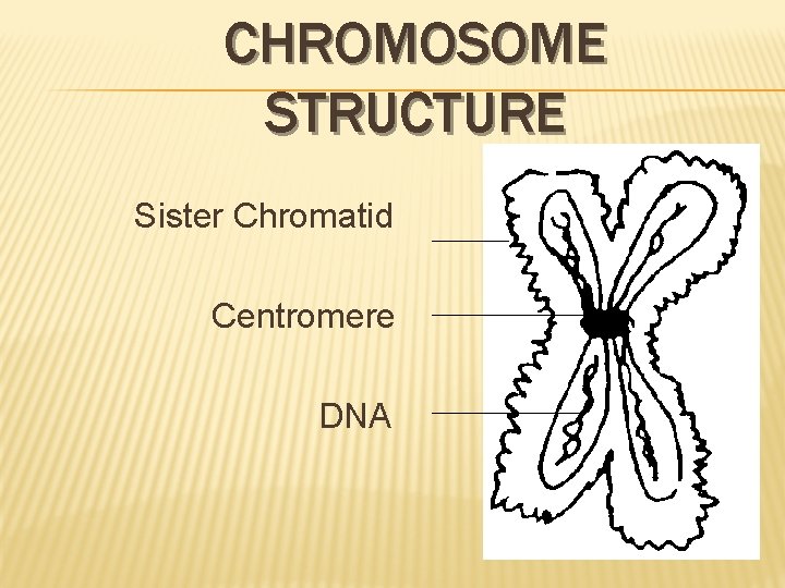 CHROMOSOME STRUCTURE Sister Chromatid Centromere DNA 