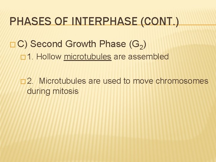 PHASES OF INTERPHASE (CONT. ) � C) Second Growth Phase (G 2) � 1.