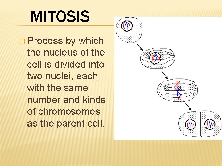 MITOSIS � Process by which the nucleus of the cell is divided into two