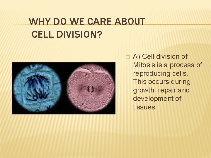 WHY DO WE CARE ABOUT CELL DIVISION? � A) Cell division of Mitosis is