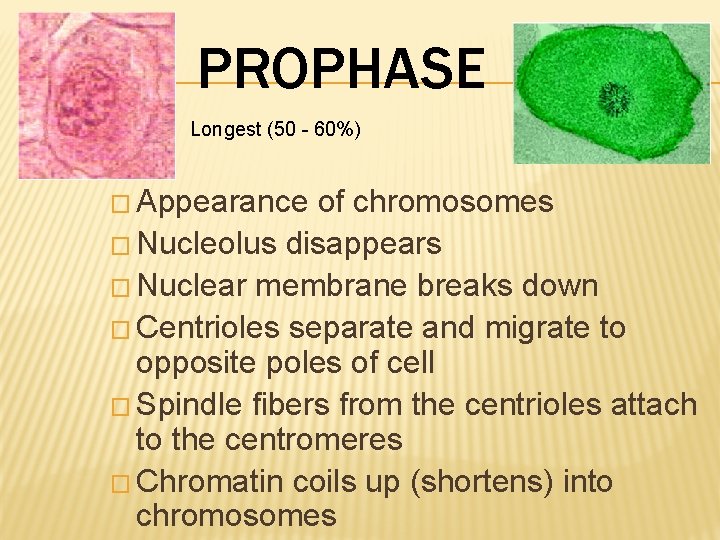 PROPHASE Longest (50 - 60%) � Appearance of chromosomes � Nucleolus disappears � Nuclear