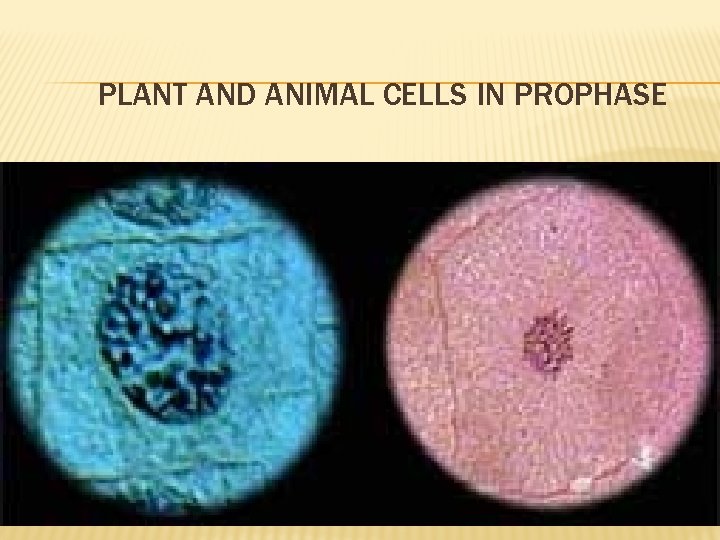 PLANT AND ANIMAL CELLS IN PROPHASE � Plant & animal cells in prophase 