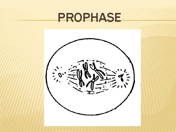 PROPHASE 