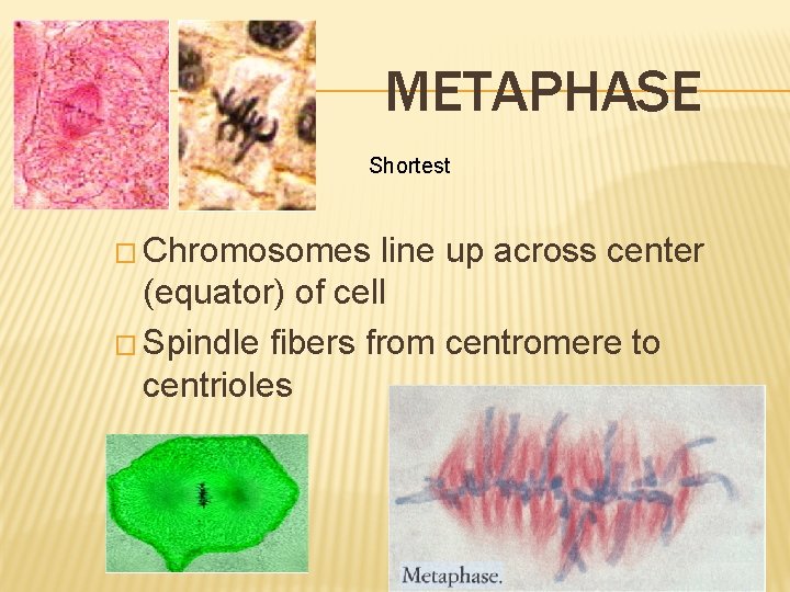 METAPHASE Shortest � Chromosomes line up across center (equator) of cell � Spindle fibers