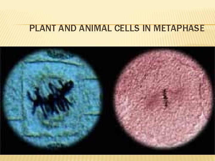 PLANT AND ANIMAL CELLS IN METAPHASE 