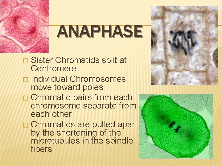 ANAPHASE Sister Chromatids split at Centromere � Individual Chromosomes move toward poles � Chromatid