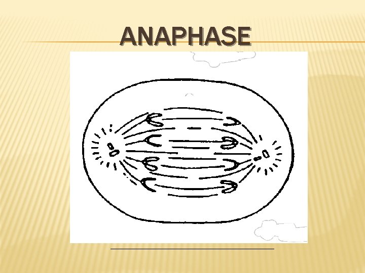 ANAPHASE 