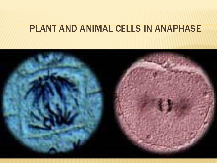 PLANT AND ANIMAL CELLS IN ANAPHASE 