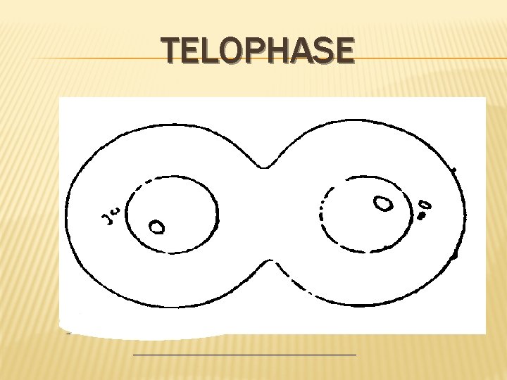 TELOPHASE 