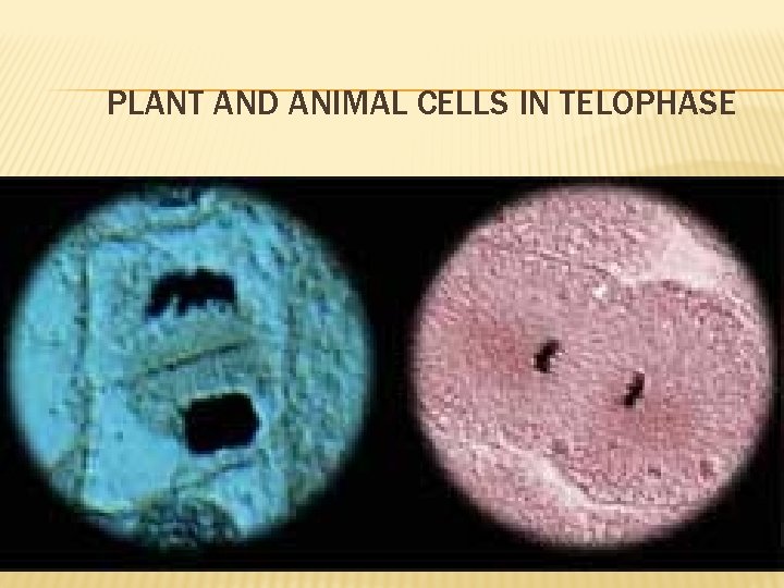 PLANT AND ANIMAL CELLS IN TELOPHASE 