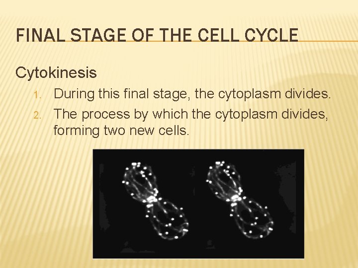 FINAL STAGE OF THE CELL CYCLE Cytokinesis 1. 2. During this final stage, the