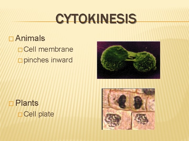 CYTOKINESIS � Animals � Cell membrane � pinches inward � Plants � Cell plate