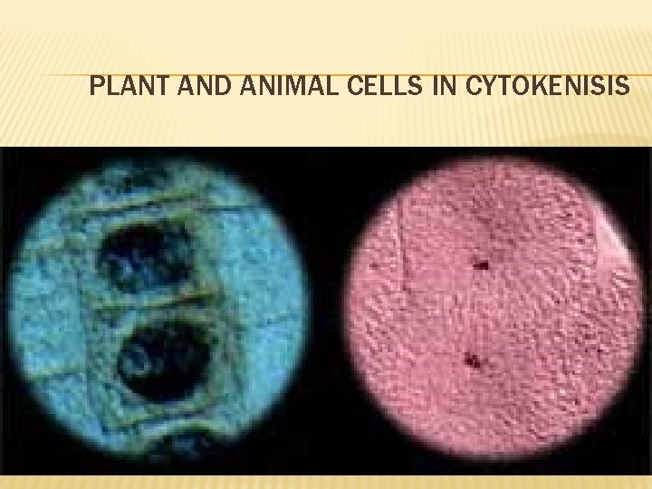 PLANT AND ANIMAL CELLS IN CYTOKENISIS 