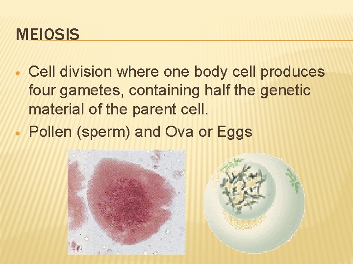 MEIOSIS Cell division where one body cell produces four gametes, containing half the genetic