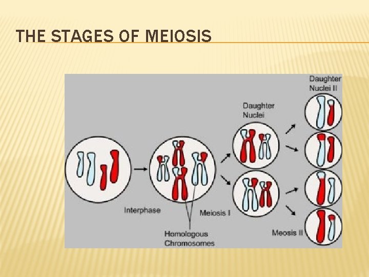 THE STAGES OF MEIOSIS 