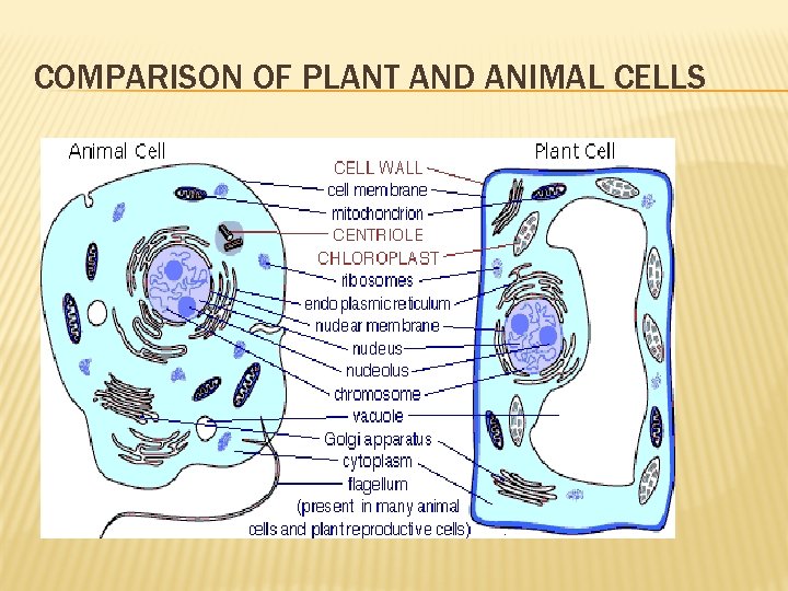 COMPARISON OF PLANT AND ANIMAL CELLS 