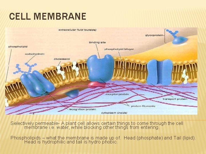 CELL MEMBRANE Selectively permeable- A plant cell allows certain things to come through the