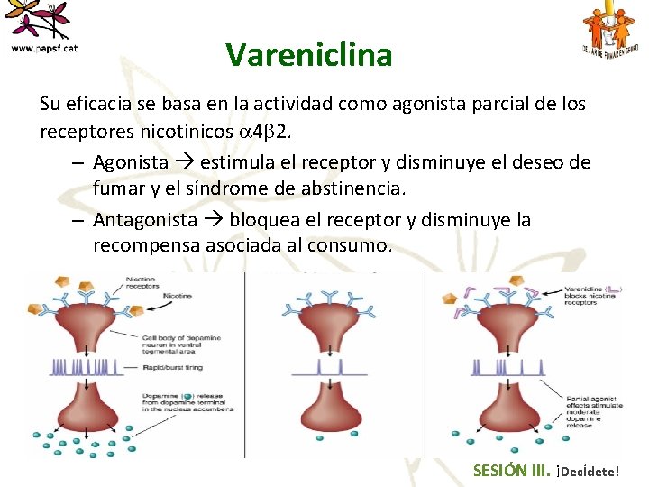 Vareniclina Su eficacia se basa en la actividad como agonista parcial de los receptores