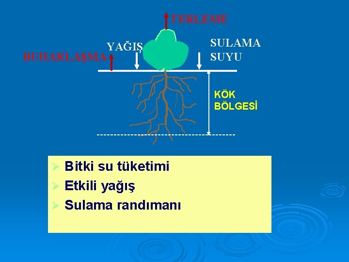 TERLEME YAĞIŞ BUHARLAŞMA SULAMA SUYU KÖK BÖLGESİ Bitki su tüketimi Ø Etkili yağış Ø