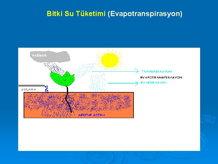 Bitki Su Tüketimi (Evapotranspirasyon) 