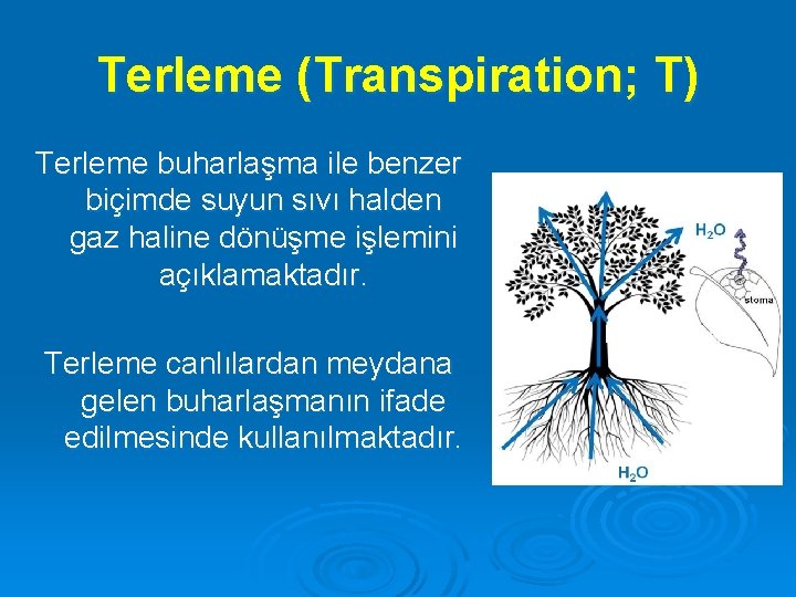 Terleme (Transpiration; T) Terleme buharlaşma ile benzer biçimde suyun sıvı halden gaz haline dönüşme