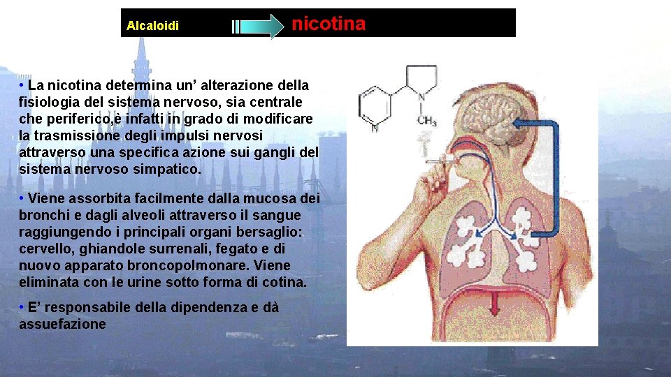 Alcaloidi nicotina • La nicotina determina un’ alterazione della fisiologia del sistema nervoso, sia