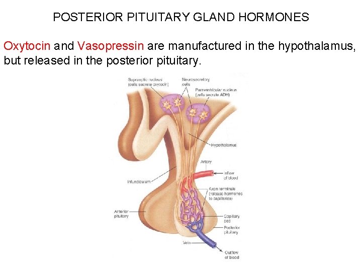 POSTERIOR PITUITARY GLAND HORMONES Oxytocin and Vasopressin are manufactured in the hypothalamus, but released