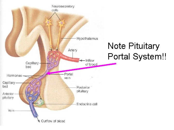 Note Pituitary Portal System!! 