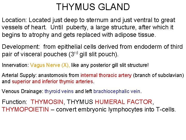 THYMUS GLAND Location: Located just deep to sternum and just ventral to great vessels