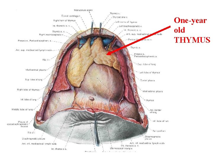 One-year old THYMUS 