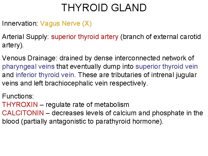 THYROID GLAND Innervation: Vagus Nerve (X) Arterial Supply: superior thyroid artery (branch of external