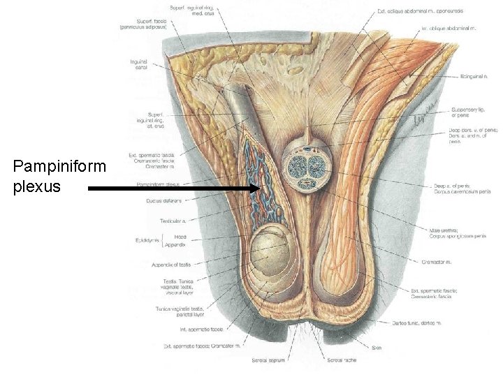 Pampiniform plexus 