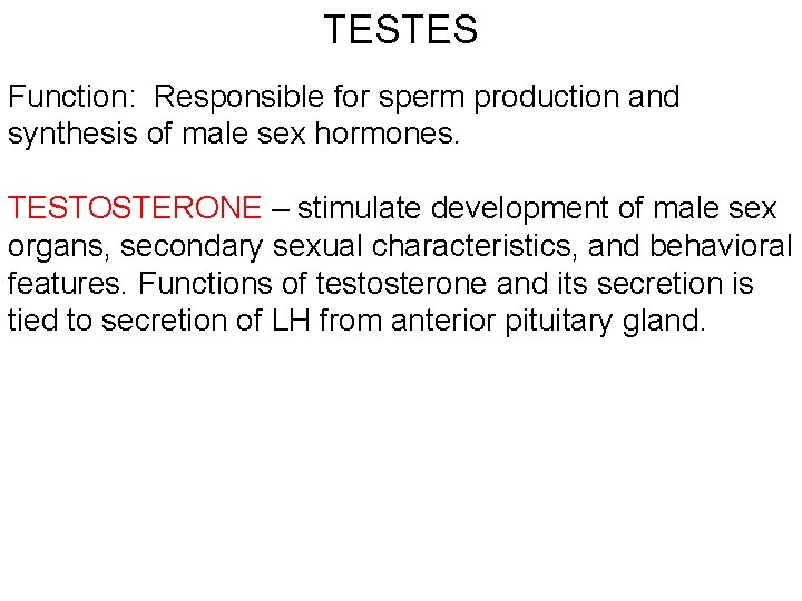 TESTES Function: Responsible for sperm production and synthesis of male sex hormones. TESTOSTERONE –