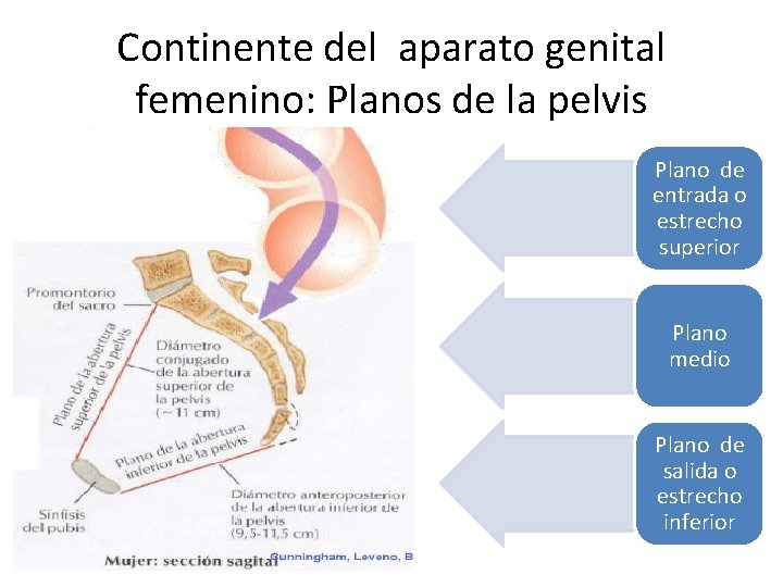 Continente del aparato genital femenino: Planos de la pelvis Plano de entrada o estrecho