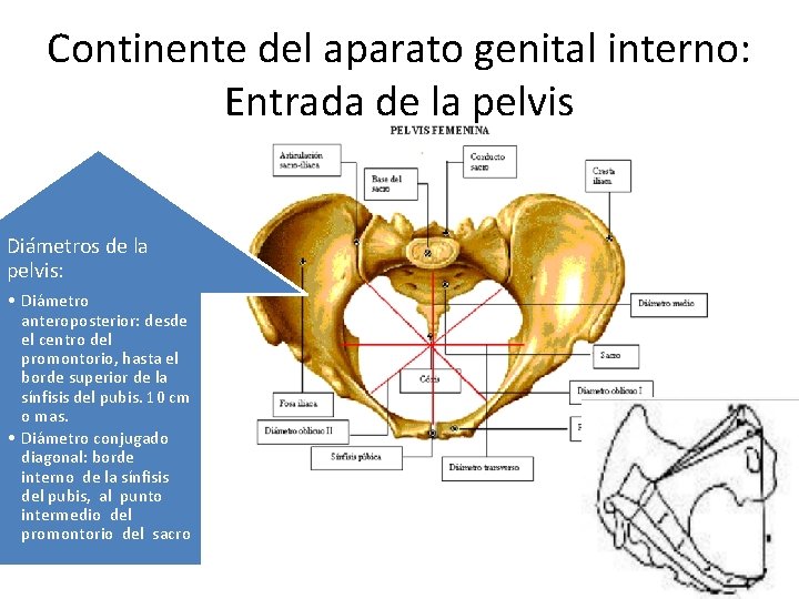 Continente del aparato genital interno: Entrada de la pelvis Diámetros de la pelvis: •