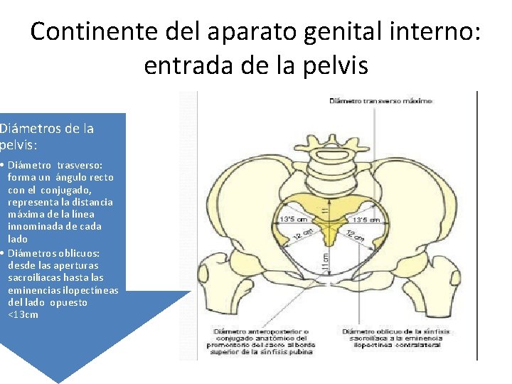 Continente del aparato genital interno: entrada de la pelvis Diámetros de la pelvis: •