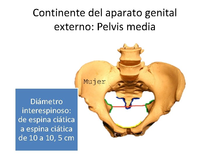 Continente del aparato genital externo: Pelvis media Diámetro interespinoso: de espina ciática a espina