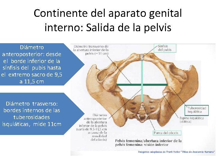 Continente del aparato genital interno: Salida de la pelvis Diámetro anteroposterior: desde el borde