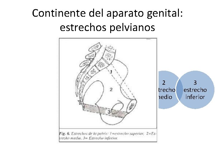 Continente del aparato genital: estrechos pelvianos 1 estrecho superior 2 estrecho medio 3 estrecho