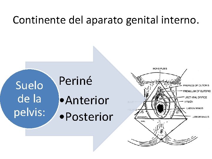 Continente del aparato genital interno. Suelo de la pelvis: Periné • Anterior • Posterior