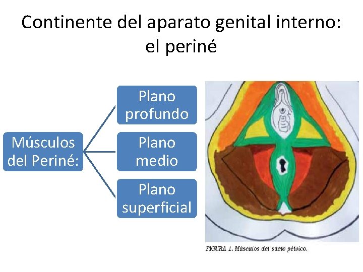 Continente del aparato genital interno: el periné Plano profundo Músculos del Periné: Plano medio